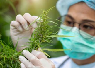 The Future of Medical Cannabis for Arthritis